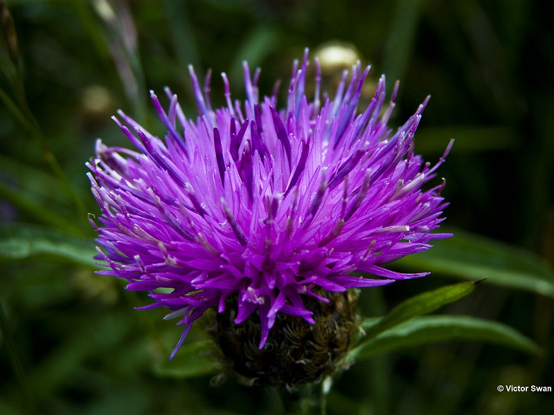 Knoopkruid  Centaurea Jacea .JPG