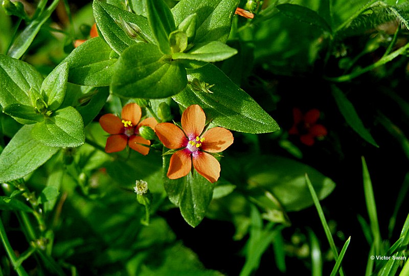 Rood guichelheil  Anagallis arvensis .JPG