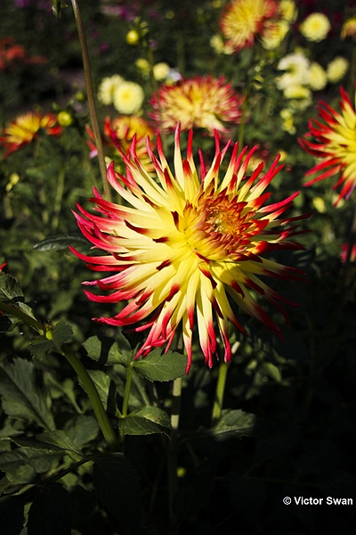 Dahlia-Finkens garden .JPG