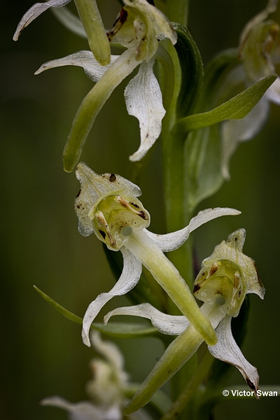 Bergnachtorchis  Platanthera chlorantha.JPG