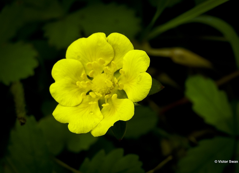 Vijfvingerkruid Potentilla reptans.JPG