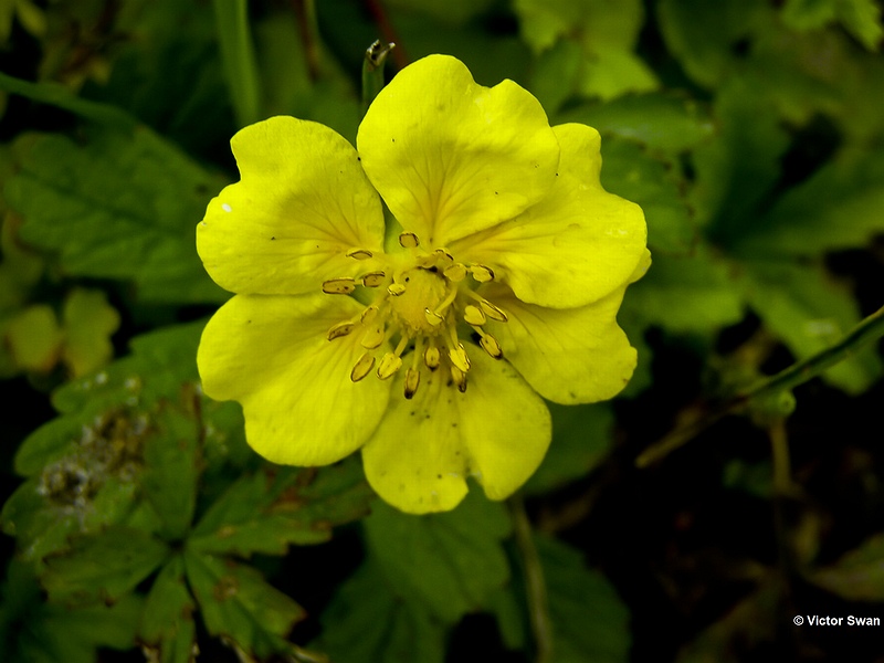 Vijfvingerkruid Potentilla reptans.JPG