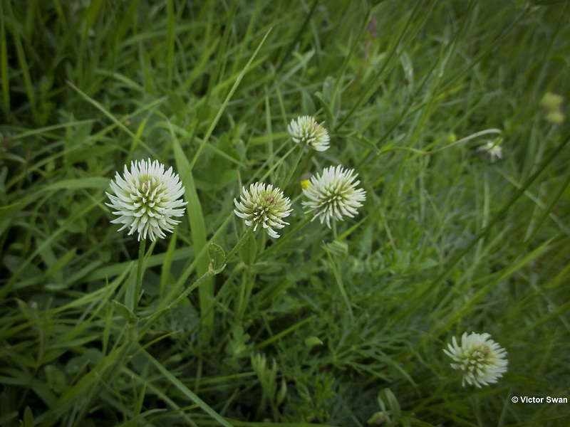 Bergklaver  Trifolium montanum.JPG