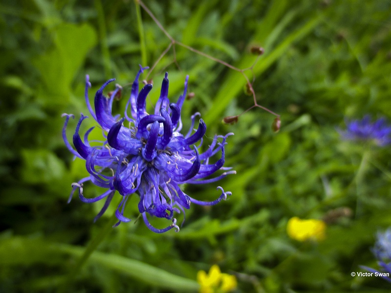 Bolrapunzel  Phyteuma orbiculare.JPG