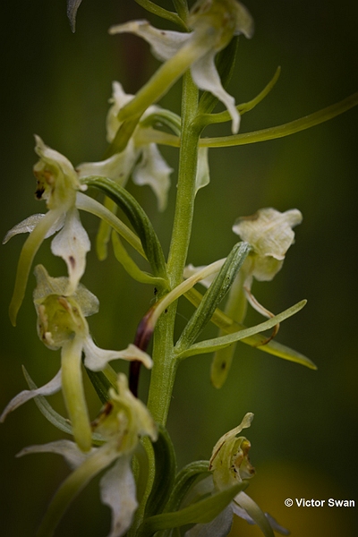 Bergnachtorchis  Platanthera chlorantha.JPG