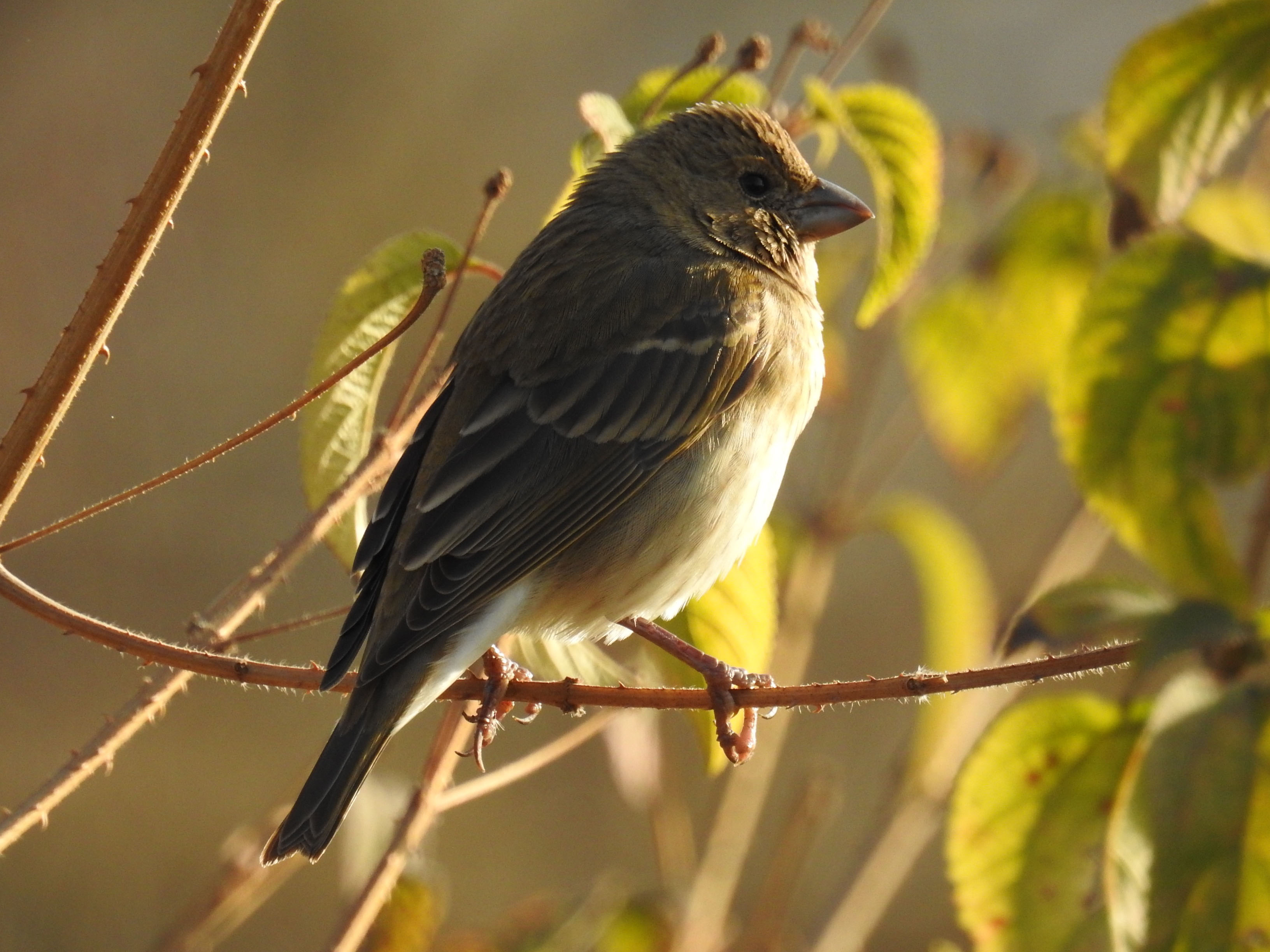 Chestnut-shouldered petronia?