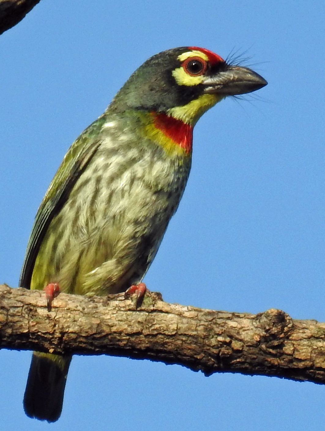 Coppersmith Barbet 
