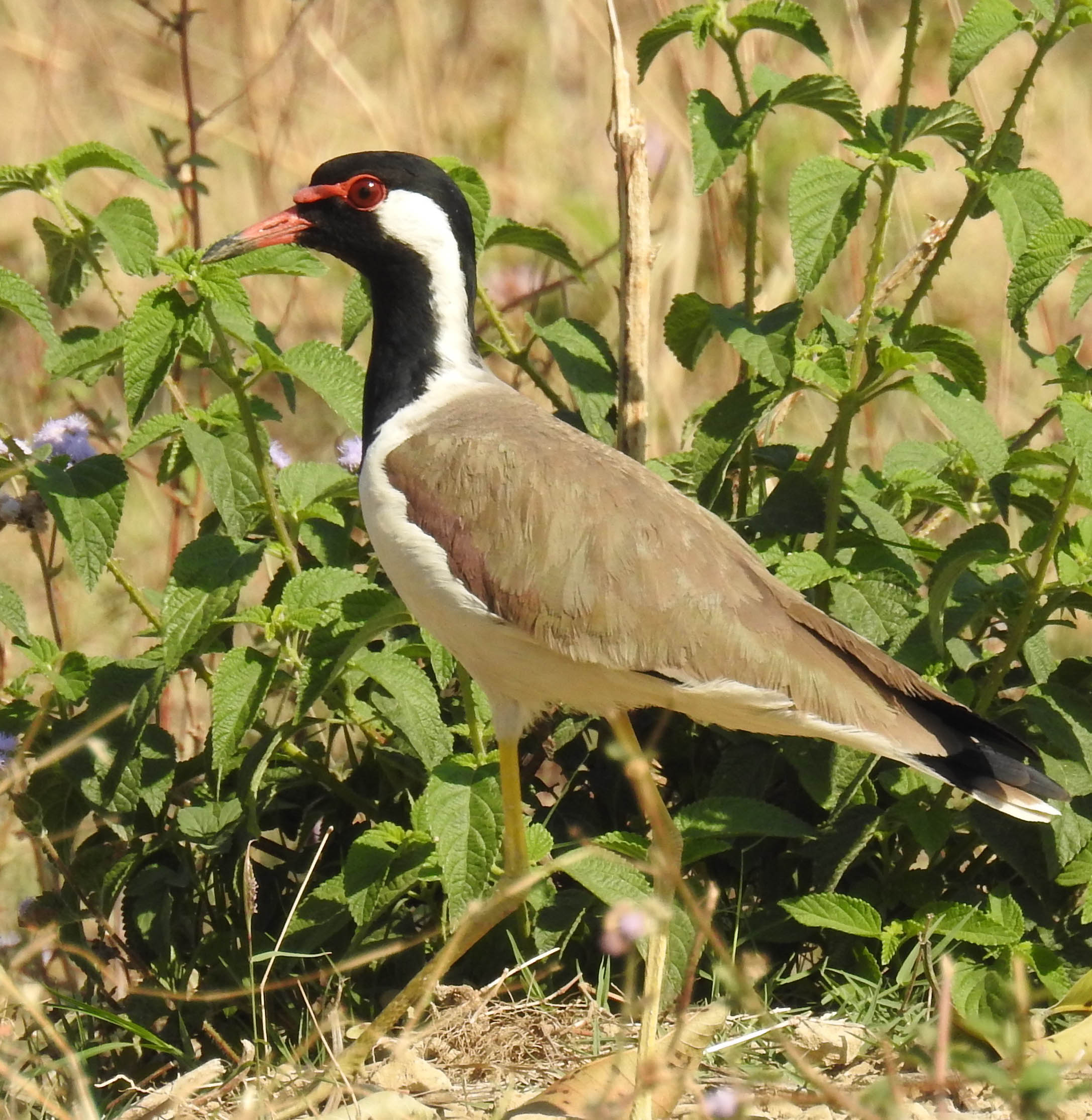Red-wattled lapwing 