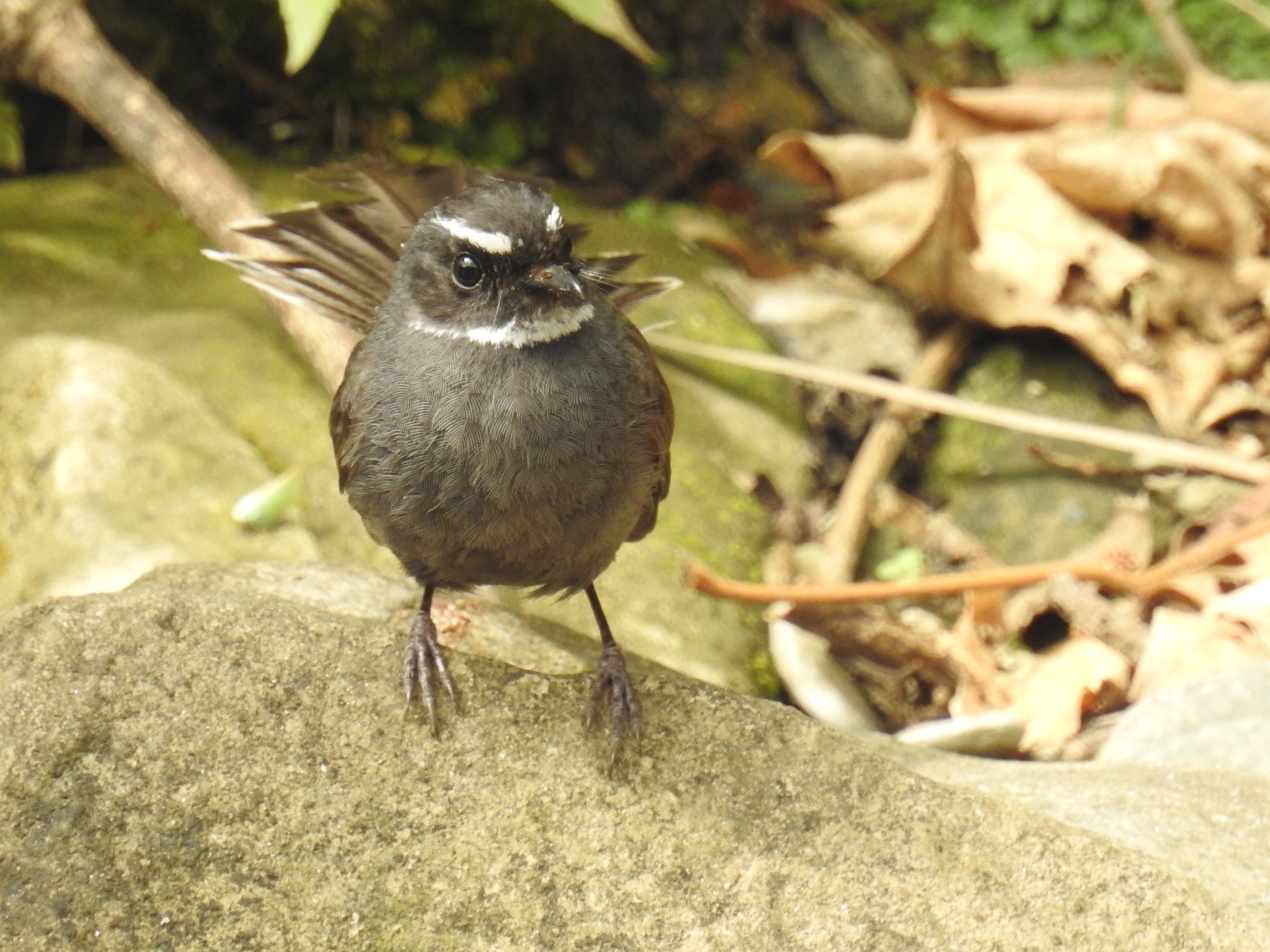 White throated fantail