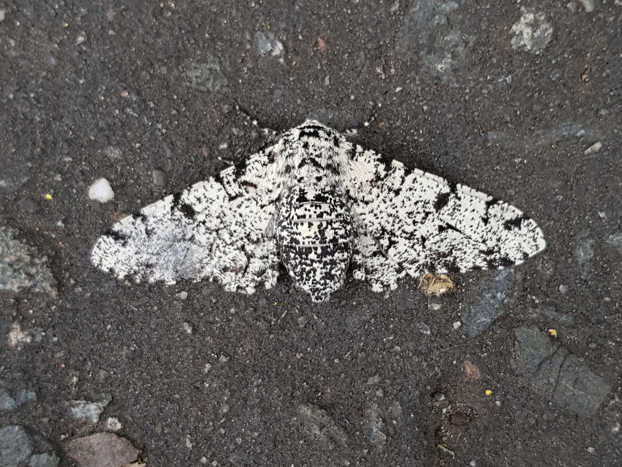 Peppered Moth