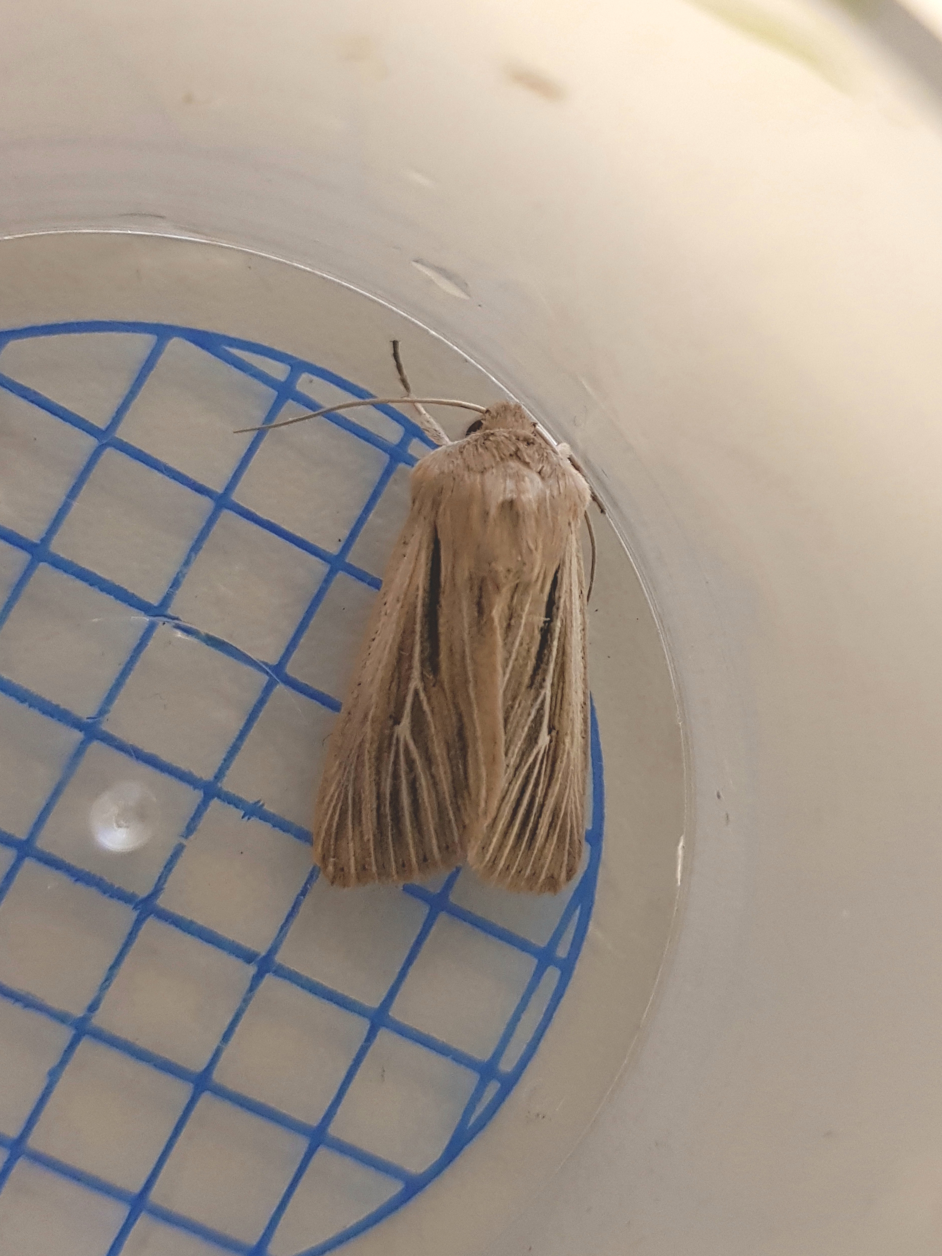 Shoulder striped wainscot