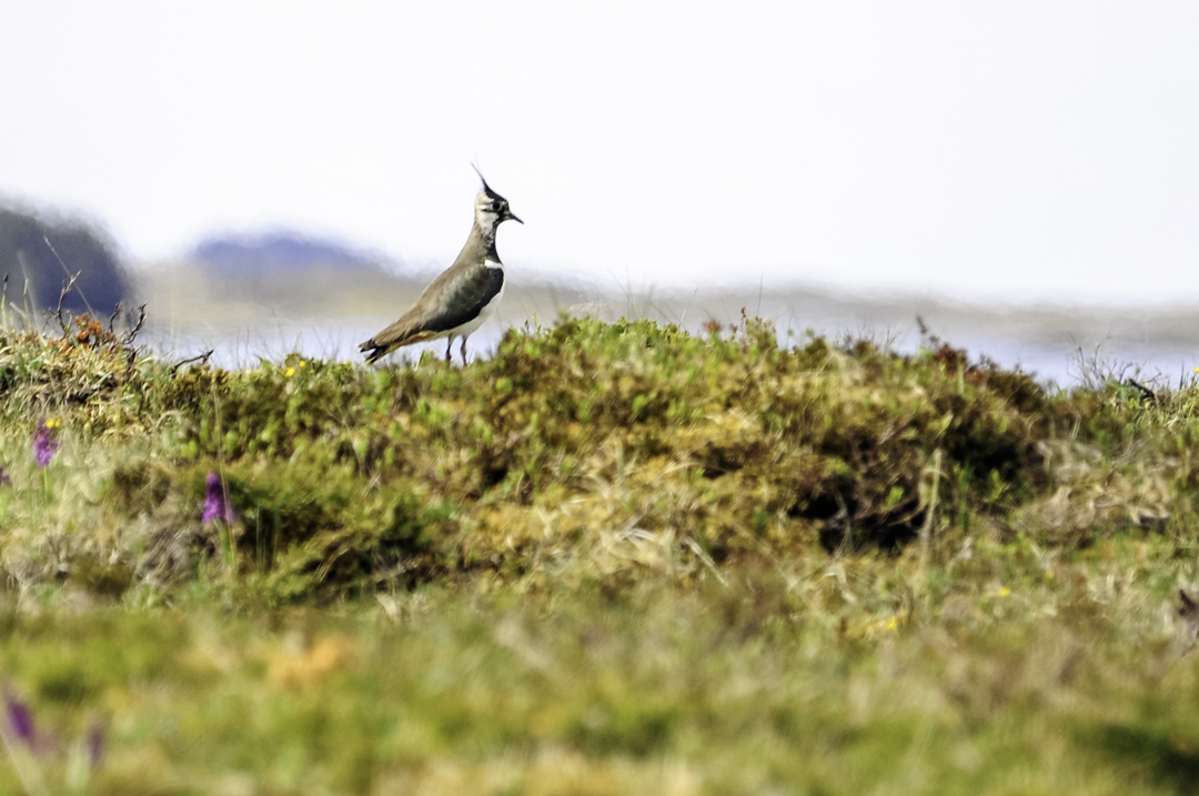 Vipe / Lapwing