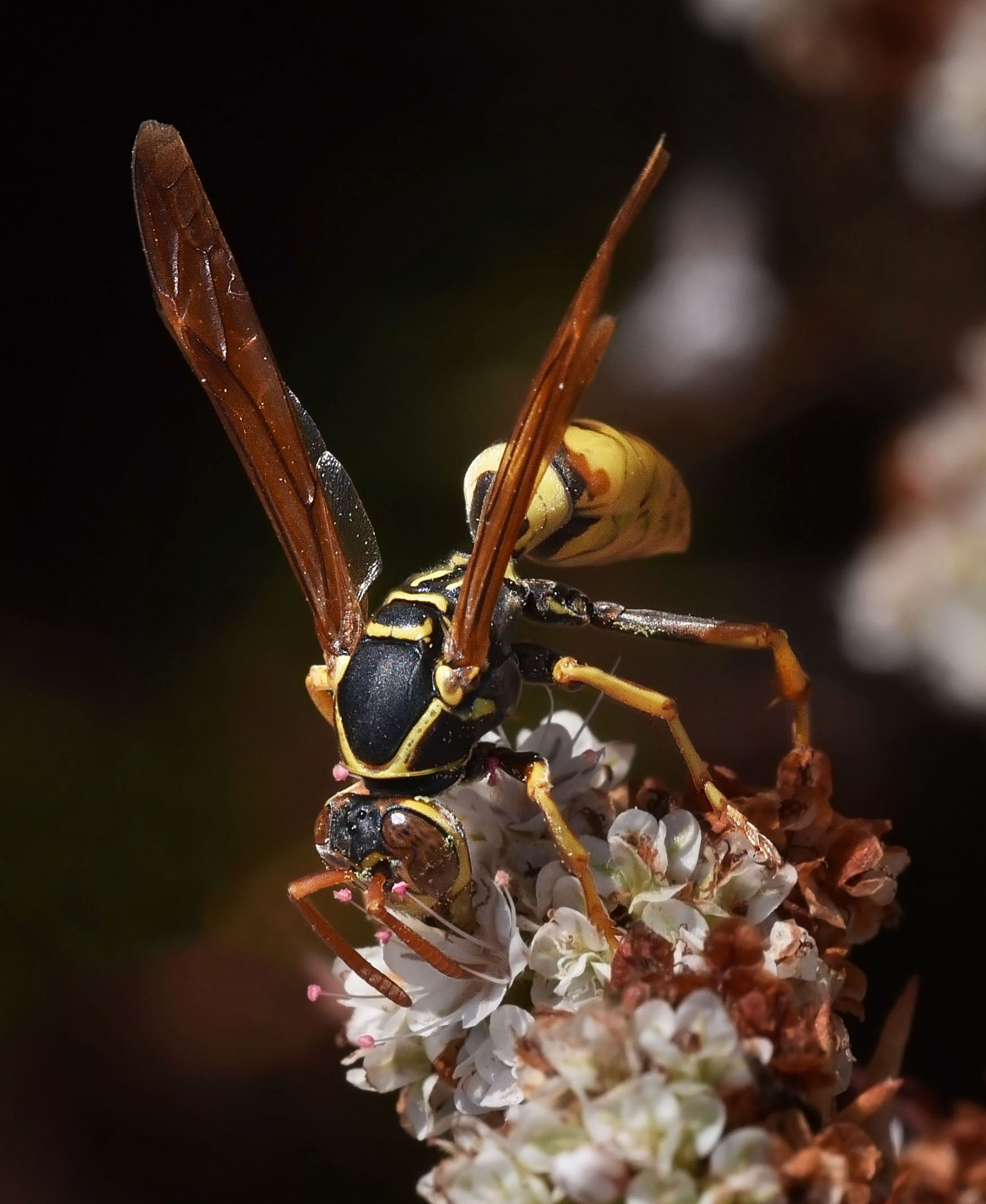 Golden Paper Wasp