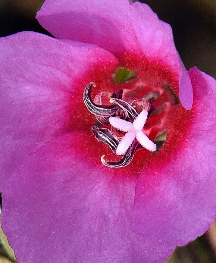 Ruby Chalice Clarkia, Clarkia rubicunda