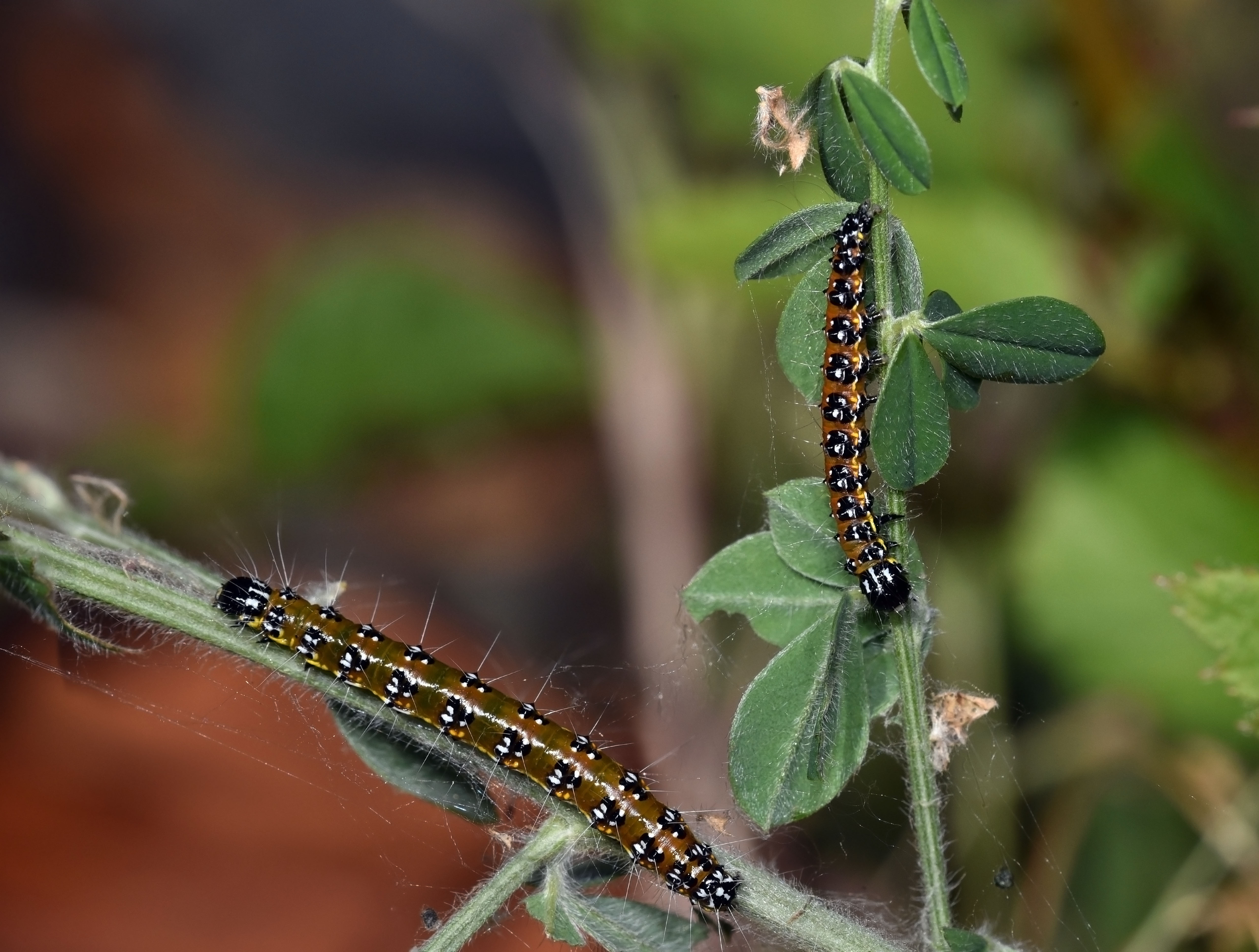Genista Broom Moth caterpillars
