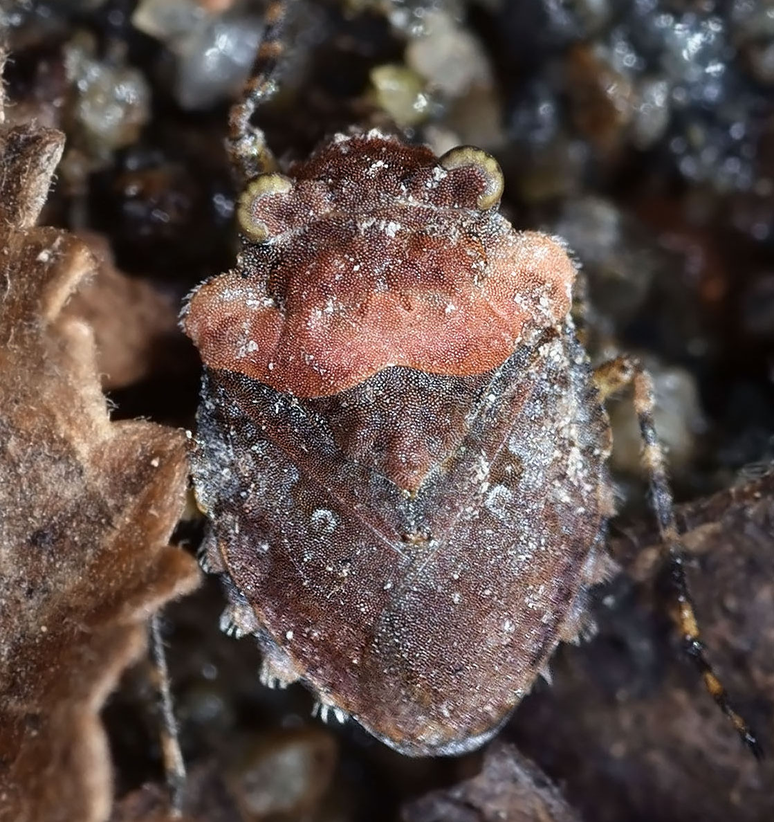 Big-Eyed Toad Bug