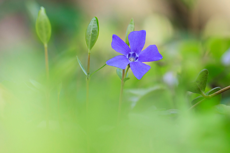 Barwinek pospolity (<i>Vinca minor</i>)