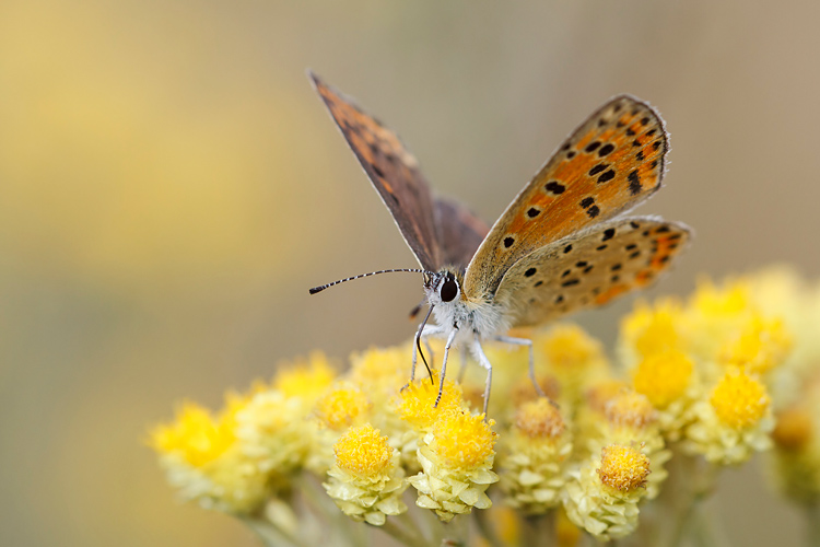 Czerwończyk uroczek (<i>Lycaena tityrus</i>)