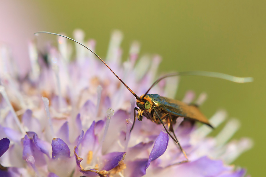 <i>Adelidae</i>