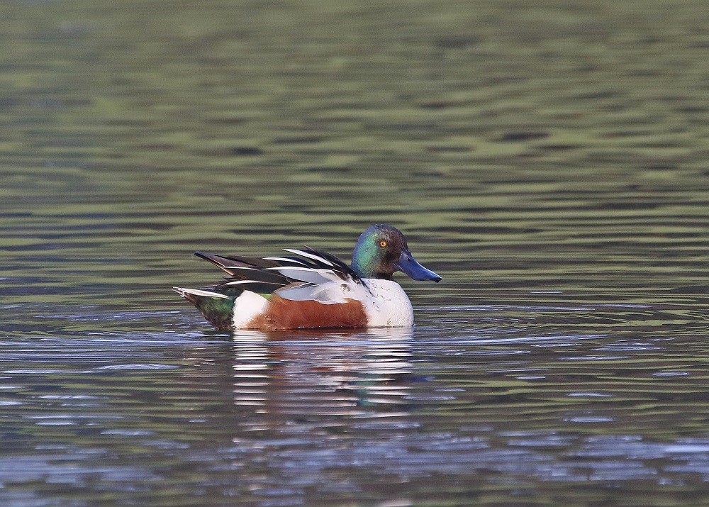 Slobeend / Northern Shoveler