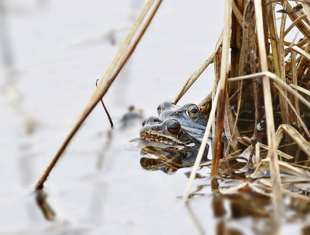 Heikikker / Moor Frog