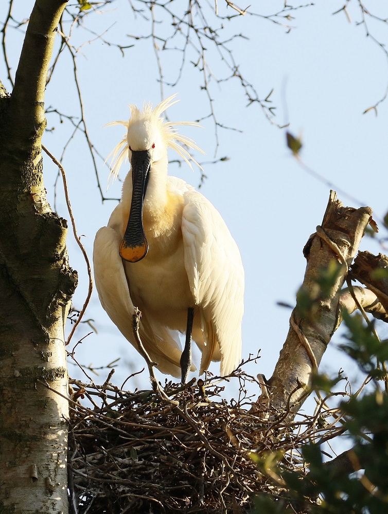 Lepelaar /Eurasian Spoonbill
