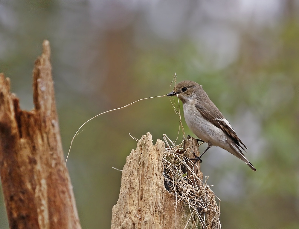 Bonte Vliegenvanger / Pied Flycatcher