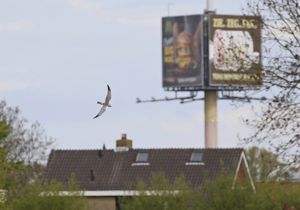 Steppekiekendief / Pallid Harrier
