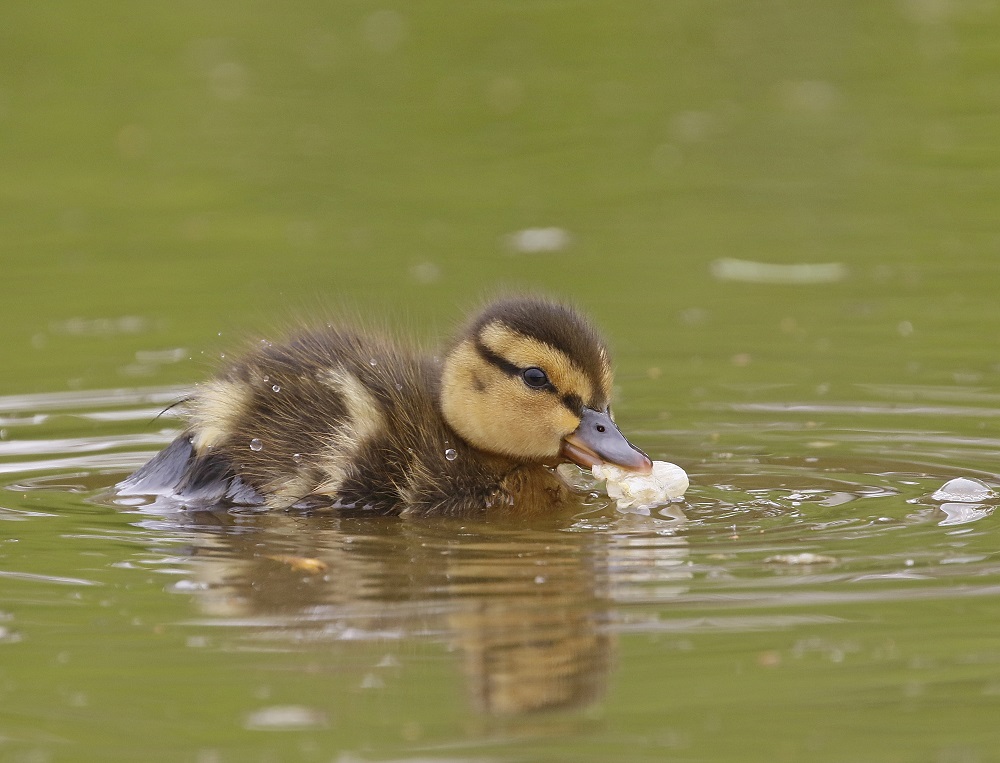 Wilde Eend / Mallard