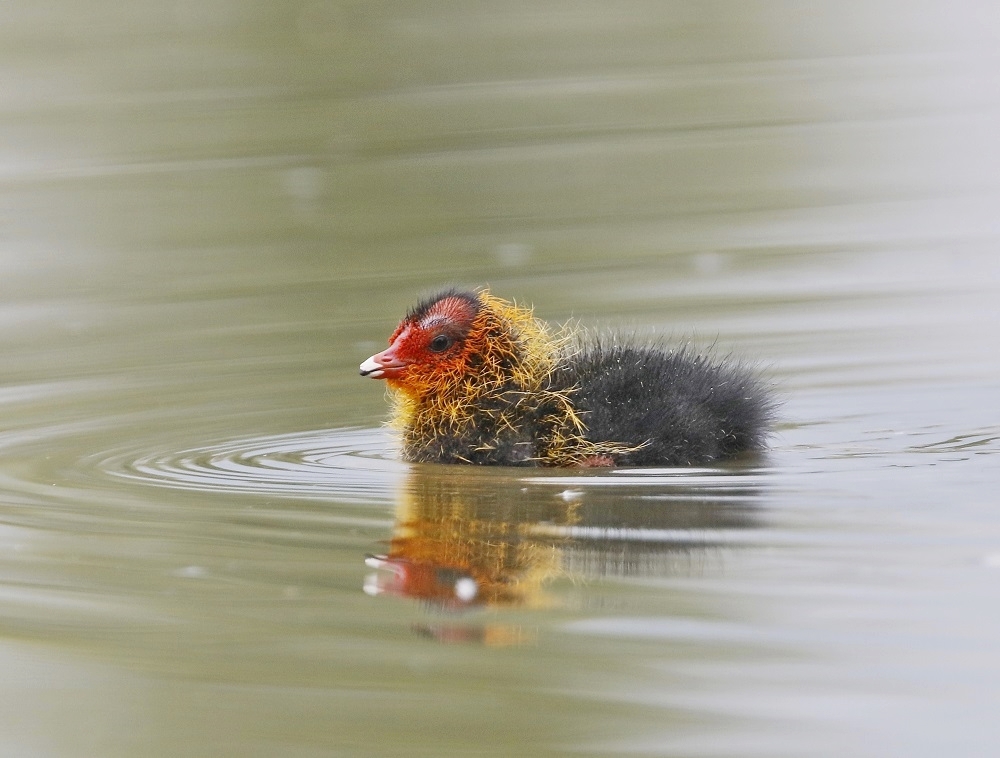 Meerkoet / Eurasian Coot