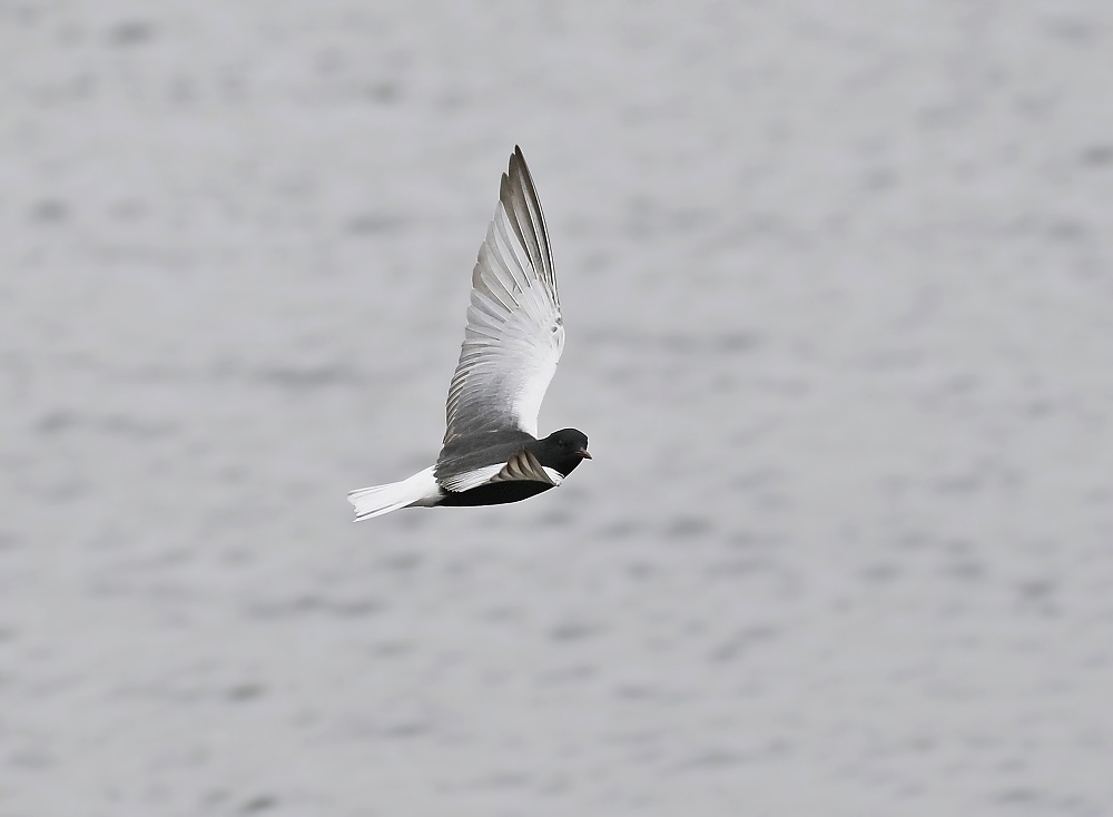 Witvleugelstern / White-winged Black Tern