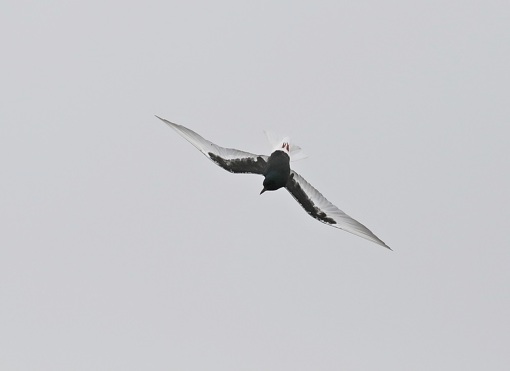 Witvleugelstern / White-winged Black Tern