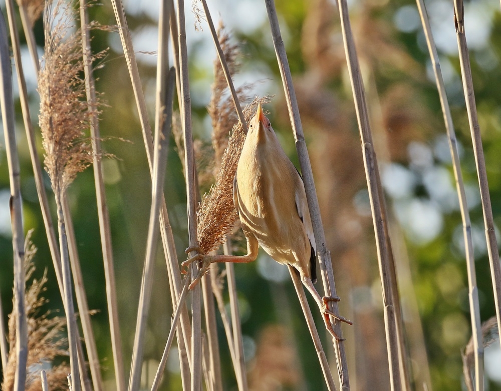 Woudaapje / Little Bittern