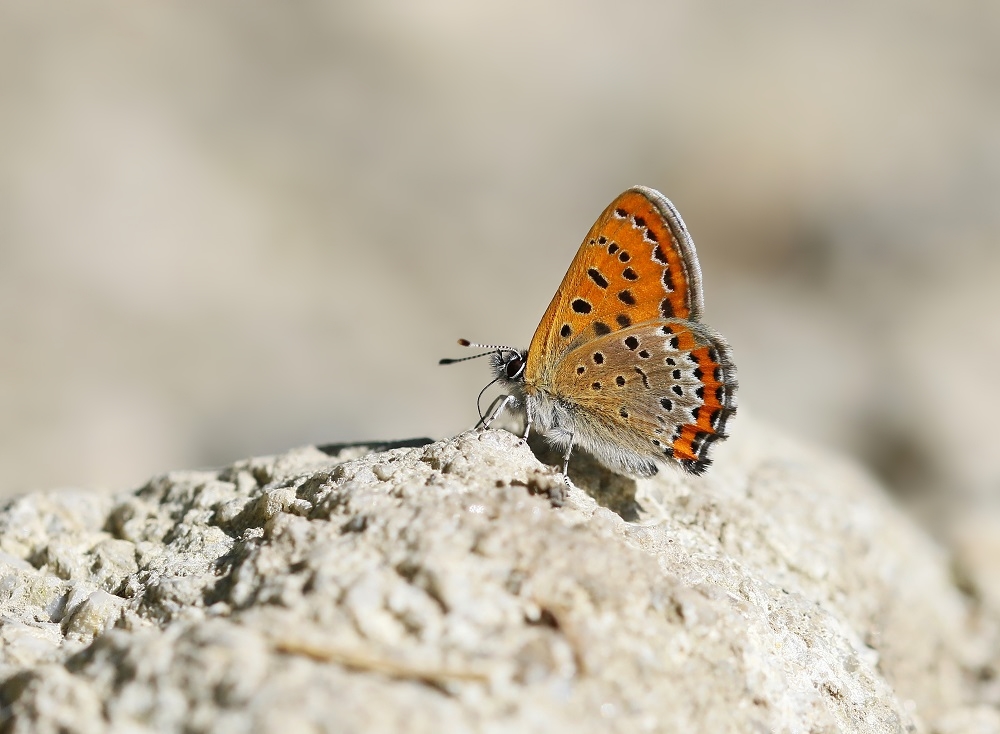 Blauwe Vuurvlinder / Violet Copper