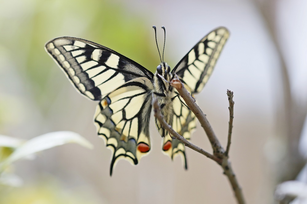 Koninginnenpage / Common Yellow Swallowtail