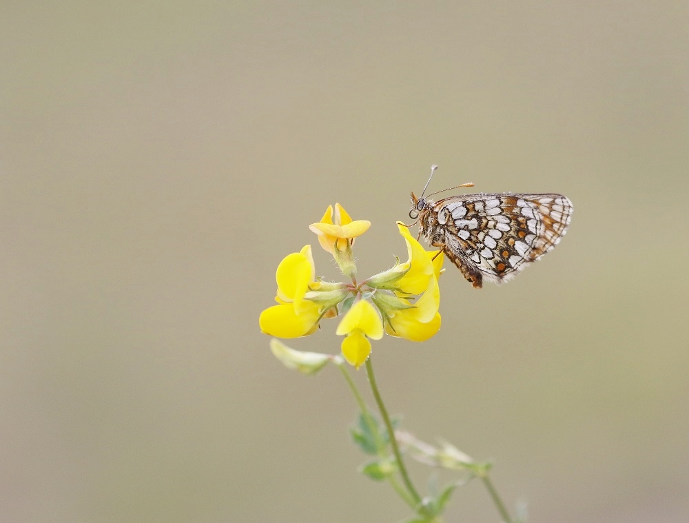 Steppeparelmoervlinder / Nickerls Fritillary