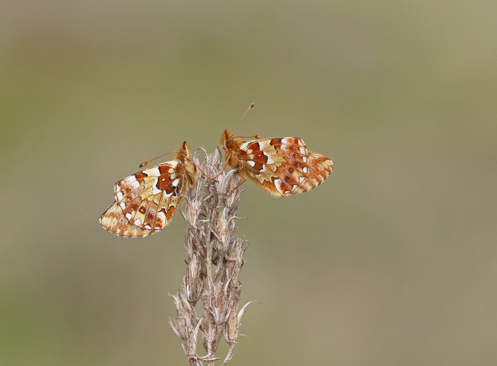 Veenbesparelmoervlinder / Cranberry Fritillary