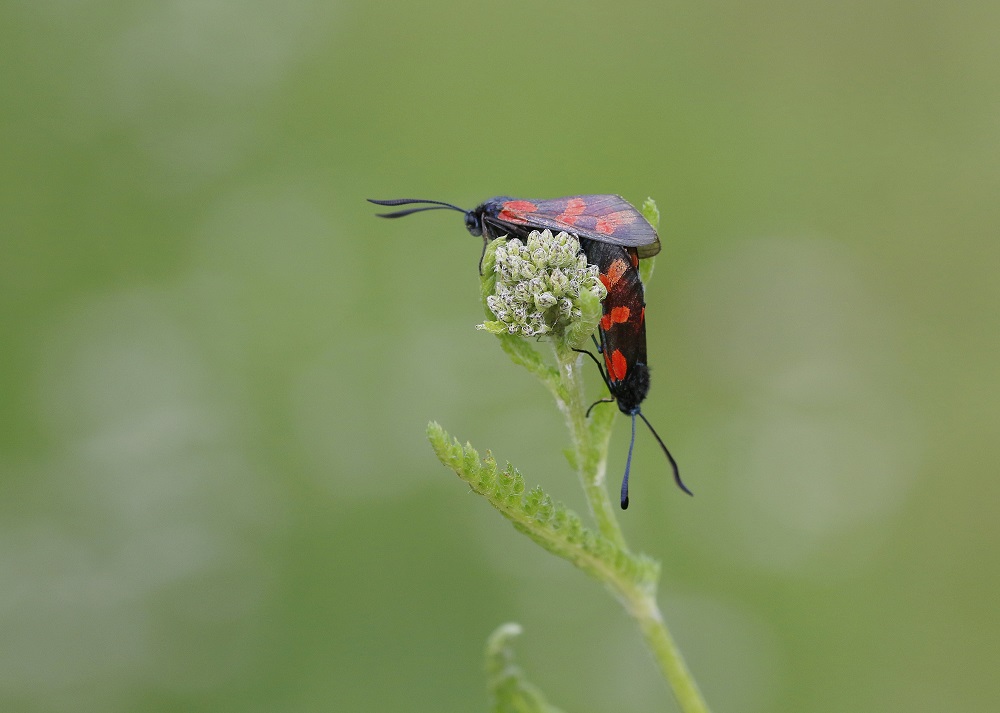 Sint Jansvlinder / Six-spot Burnet Moth