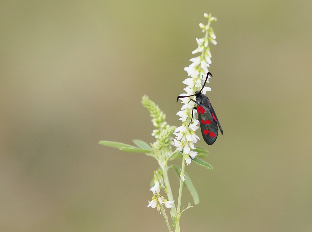 Sint Jansvlinder / Six-spot Burnet Moth