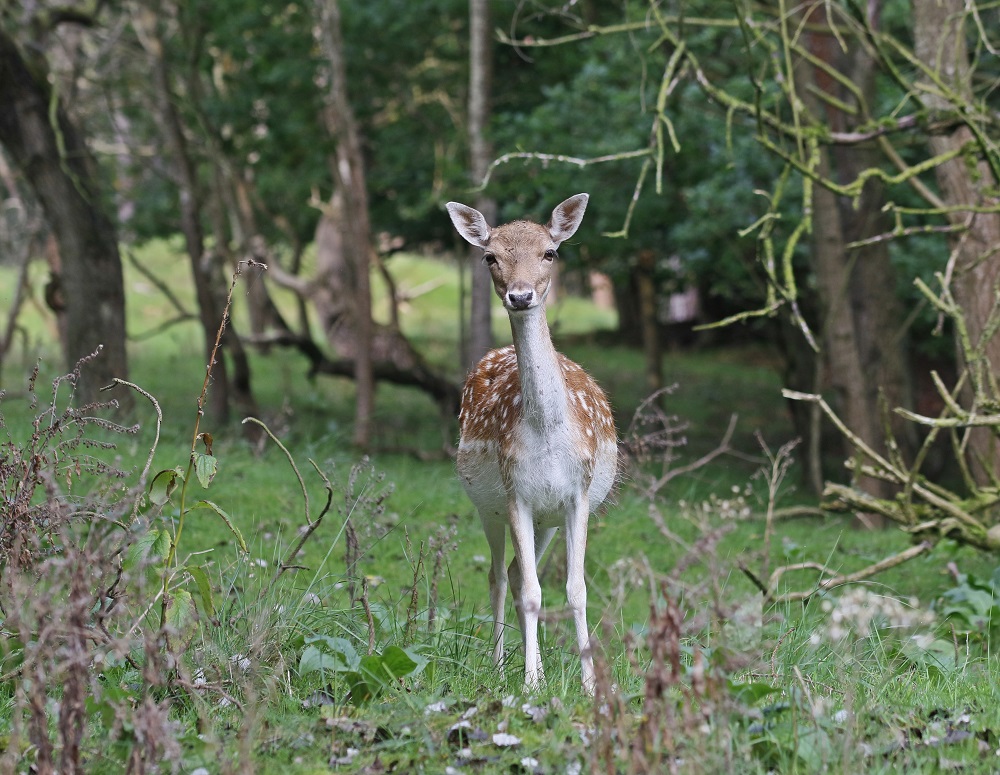 Damhert / Fallow Deer