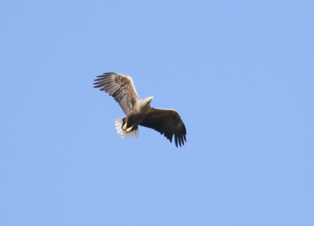 Zeearend / White-tailed Eagle