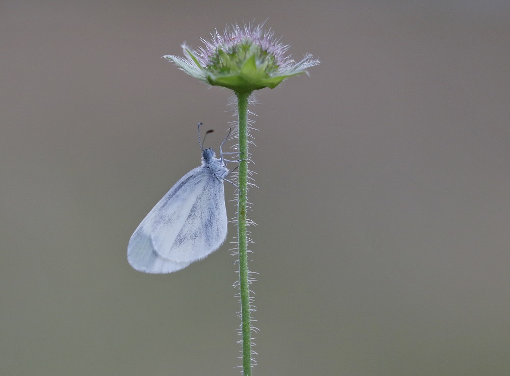 Boswitje / Wood White