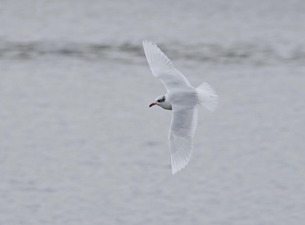 Zwartkopmeeuw / Mediterranean Gull