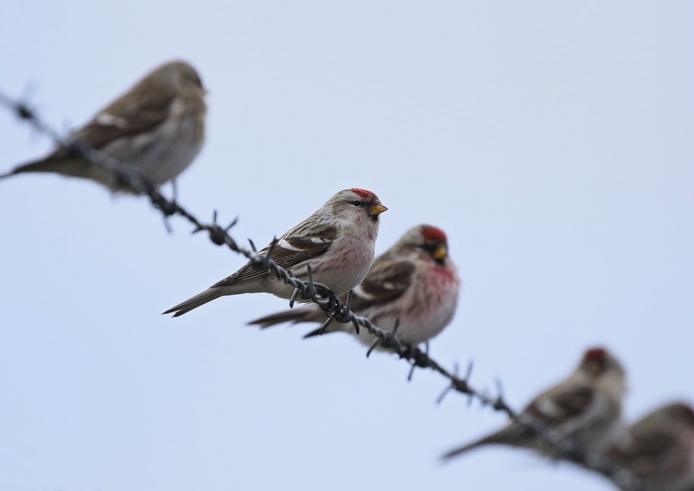 Witstuitbarmsijs / Arctic Redpoll