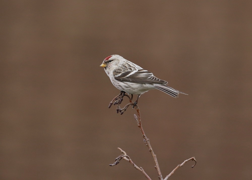 Witstuitbarmsijs / Arctic Redpoll