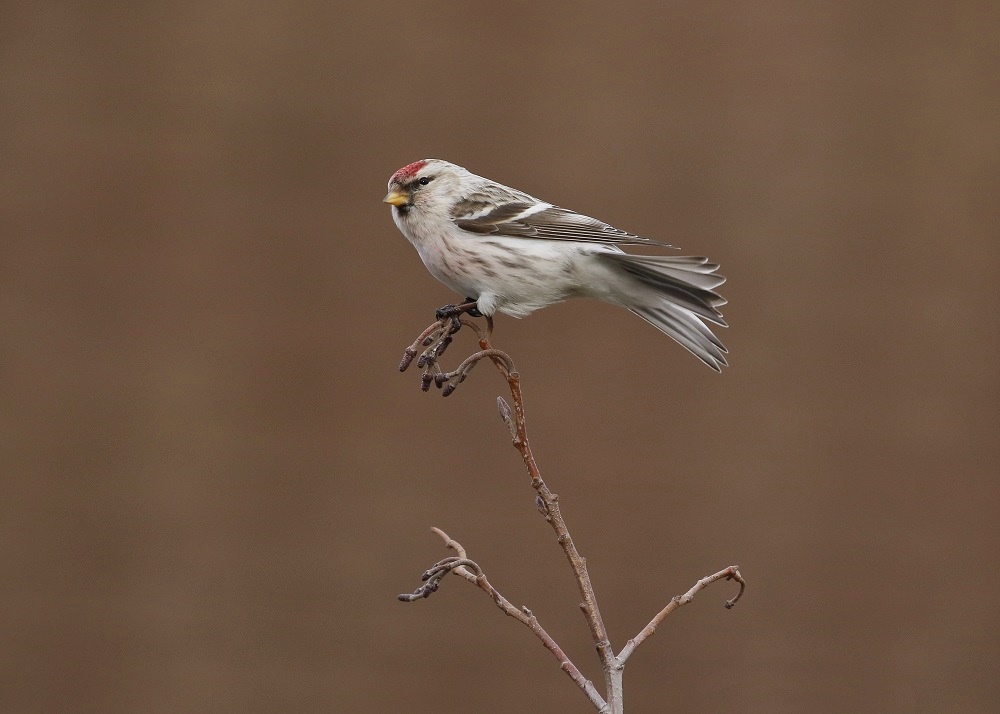 Witstuitbarmsijs / Arctic Redpoll