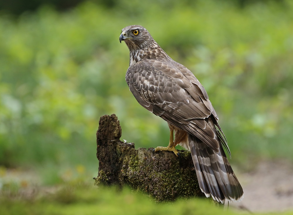 Havik / Northern Goshawk