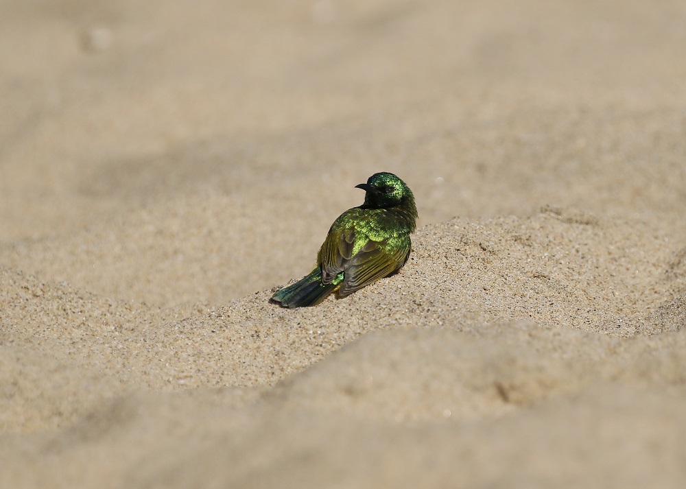 Kortbeksuikerbekkie / Collared Sunbird