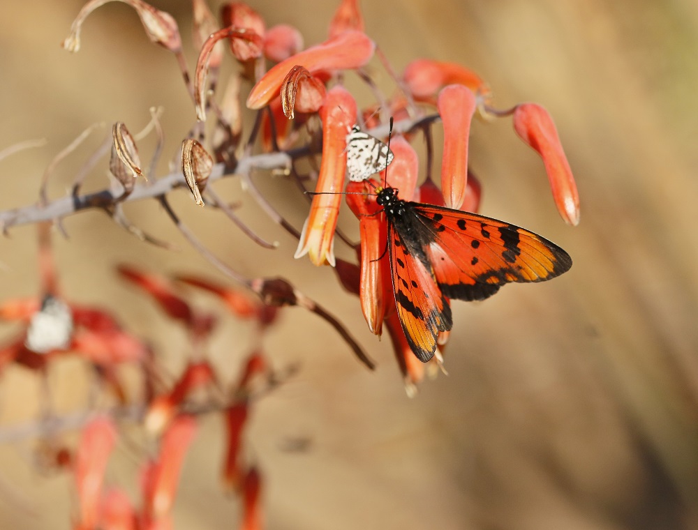 Acara-rooitjie / Acara Acraea