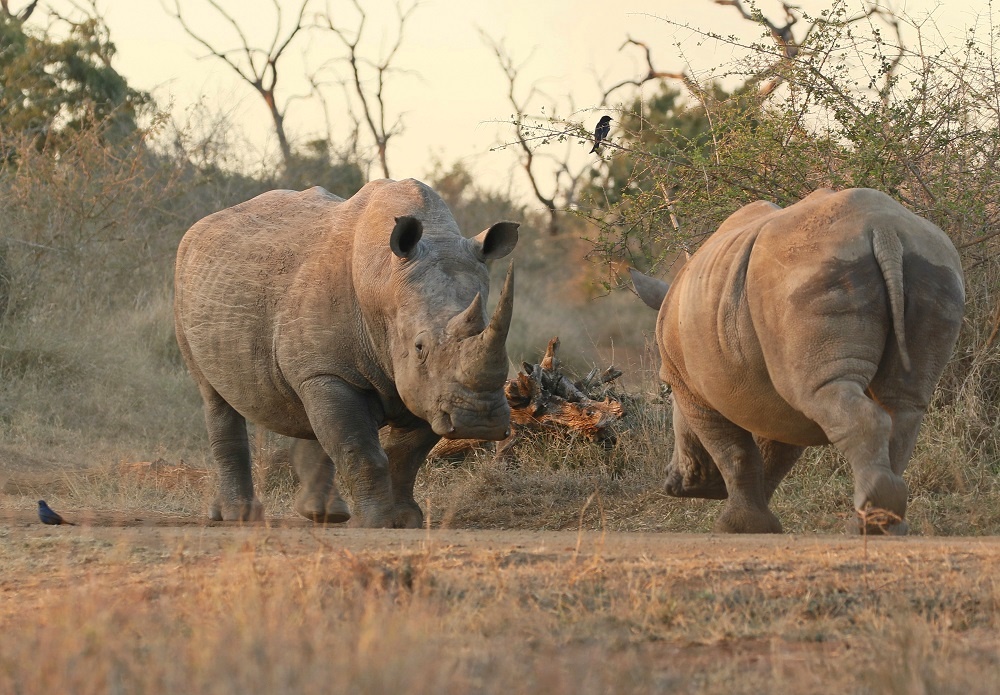 Witrenoster / White Rhino